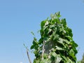 Ivy gourd growing and covering a tall vertical dry log, against blue sky background
