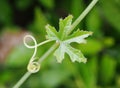 Ivy gourd leaf close-up Royalty Free Stock Photo