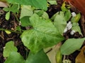 Ivy gourd leaf disorder from the effect of herbicide