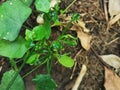 Ivy gourd leaf disorder from the effect of herbicide