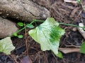 Ivy gourd leaf disorder from the effect of herbicide Royalty Free Stock Photo