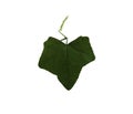Ivy gourd leaf isolated