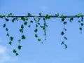 ivy gourd on the power line with blue sky Royalty Free Stock Photo