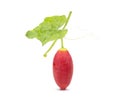 Ivy gourd red, Coccinia grandis, Family Cucurbitaceae Royalty Free Stock Photo