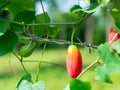 Ivy gourd Scientific name: Coccinia grandis L. Voigt Red ripe fruit hangs on vines. Royalty Free Stock Photo