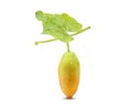 Ivy gourd yellow, Coccinia grandis, Family Cucurbitaceae Royalty Free Stock Photo