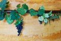 Ivy and grapes vine on wall Royalty Free Stock Photo