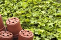 Ivy green background in a nursery