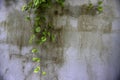 Ivy green creeper plant climb on white cement wall background Royalty Free Stock Photo