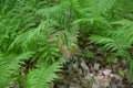 Ivy And Green Fern Plants In Forest Or Woods