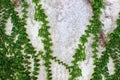 Ivy green with leaf on concrete white wall Royalty Free Stock Photo