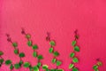 Ivy green leaf on the pink concrete wall, beautiful background Royalty Free Stock Photo