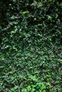 Ivy green leave wall background Royalty Free Stock Photo