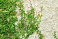 Ivy green leaves covered the wall. background of natural tree fence for design art work with copy space Royalty Free Stock Photo