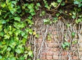 Ivy with green leaves and dry vines against the red brick wall Royalty Free Stock Photo