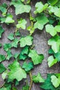 Ivy green leaves growing up on a tree trunk in the forest. . Royalty Free Stock Photo