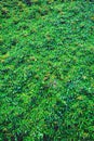 Ivy green leaves texture wall background Royalty Free Stock Photo