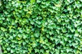 Ivy green leaves texture wall background Royalty Free Stock Photo