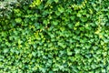 Ivy green leaves texture wall background Royalty Free Stock Photo