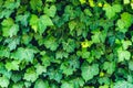 Ivy green leaves texture wall background Royalty Free Stock Photo