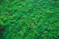 Ivy green leaves texture wall background Royalty Free Stock Photo