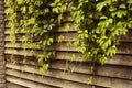 Ivy green lianas over fence