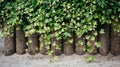 Ivy green lianas over the wooden fence