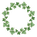 Ivy green wreath watercolor illustration. Hand drawn close up delicate decorative hedera wreath.