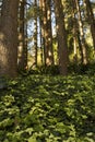 Ivy growing amoungst tall pine trees Royalty Free Stock Photo