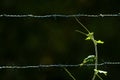 Ivy growing by the barbed wire fence Royalty Free Stock Photo