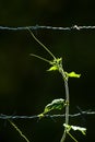 Ivy growing by the barbed wire fence Royalty Free Stock Photo