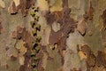 Ivy growing on the bark of a plane tree for natural background with copy space, also called sycamore, platane or Platanus