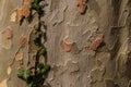 Ivy growing on the bark of a plane tree for natural background with copy space, also called sycamore, platane or Platanus