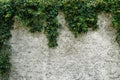 Ivy growing on a brick wall