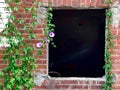 Ivy Growing On Brick Wall with an Old Window