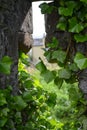 Ivy growing over a ruined castle window Royalty Free Stock Photo