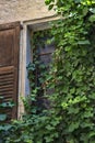 Ivy Growing Over Window with Wooden Shutters Royalty Free Stock Photo