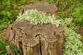 ivy growing on a stump
