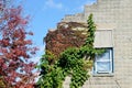 Ivy Growing Up Brick Building