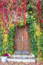 Ivy growing on a wall surrounding old wooden door Royalty Free Stock Photo