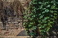 Ivy that is growing on a worn out wall Royalty Free Stock Photo