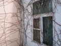 The ivy grows on a house wall. The old window with a lattice is covered with branches Royalty Free Stock Photo