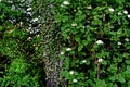 Ivy Growth on a Tree - Vineyard Lohrberg, Frankfurt / Main, Germany Royalty Free Stock Photo