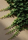 Ivy (Hedera helix) climbs a textured beige wall, casting elongated shadows. The leaves are glossy Royalty Free Stock Photo