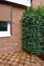 Ivy, hedera helix, evergreen climbing plant grows up on a brick wall.