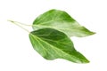 Ivy Hedera helix Two old leaves isolated on white background