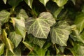 Ivy Hedera helix `WOERNER` on tree, Royalty Free Stock Photo
