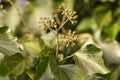 Ivy Hedera helix `WOERNER` on tree, Royalty Free Stock Photo