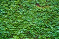 Ivy Hedera. Wall covered with foliage. Natural green background. Royalty Free Stock Photo