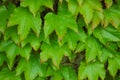 Ivy hedges in Italian parks and gardens